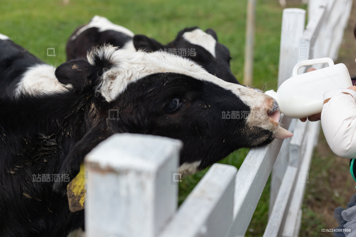 小牛吃奶下午牛春季素材摄影图配图高清摄影大图-千库网